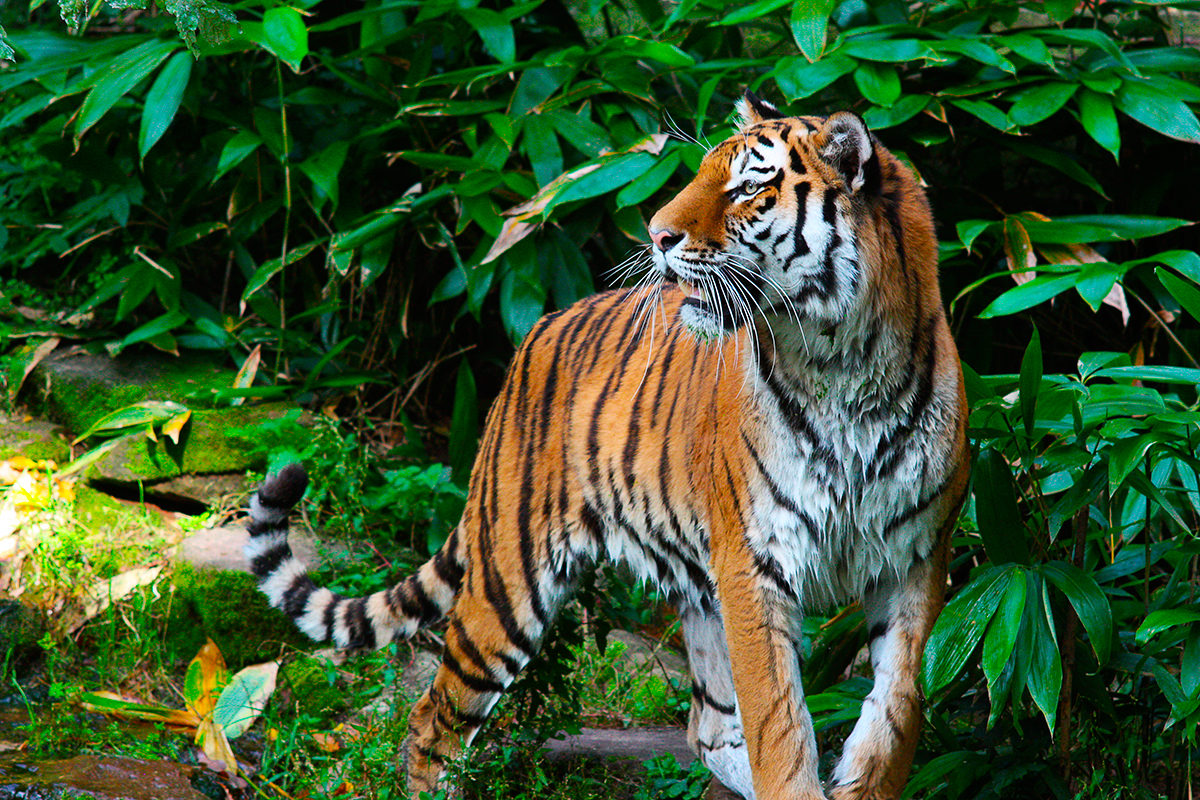 Тигр в естественном ландшафте зоопарка Нюрнберга